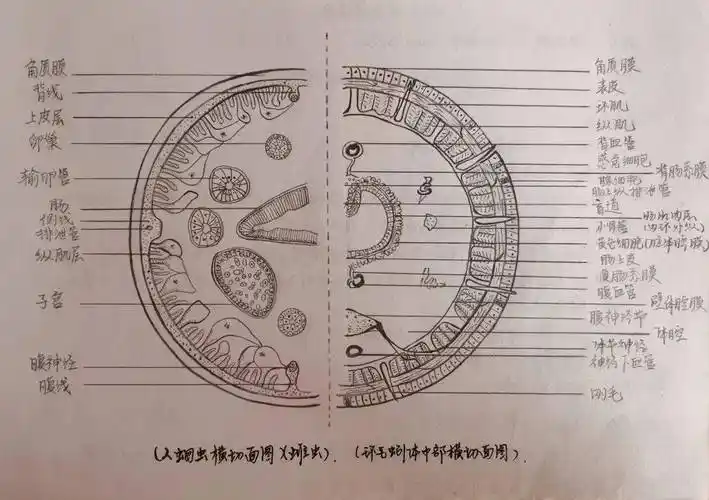 2022年"桃李杯"生物绘图大赛作品等你来赏_结构_细胞_草原