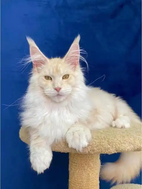 稀有色凯米尔优雅缅因王子