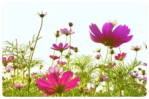 波斯菊(又名格桑花)