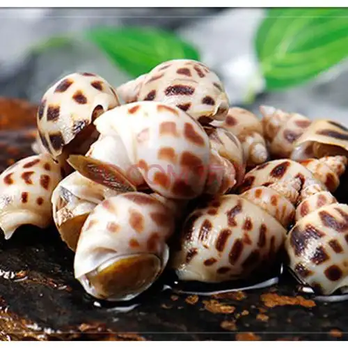 大花螺 鲜活花螺 超大海螺 海南大花螺 翡翠螺 海螺鲜活 包活 两斤