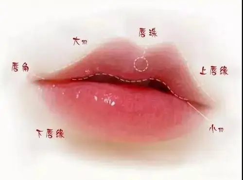 丨科普篇|肌肉|唇珠|嘴角|切口|粘膜_网易订阅