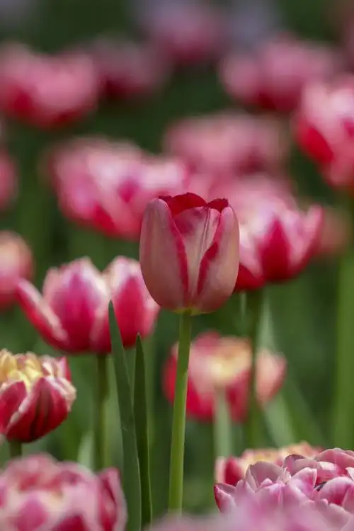 首发世界花后郁金香二