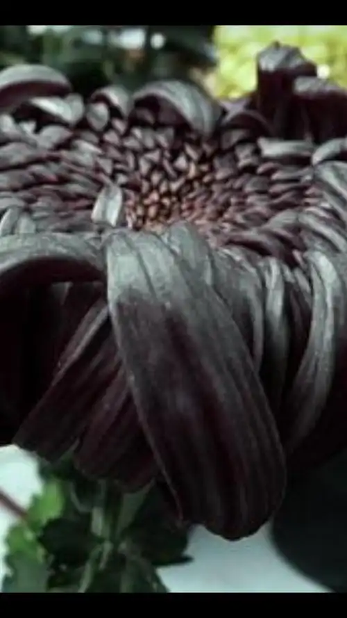 黑色菊花,象征严肃,夜晚,稳重