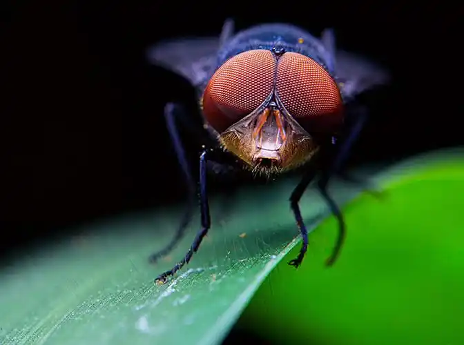 哪种灭蝇药给养殖厂灭蝇