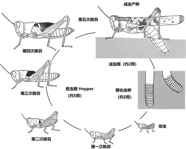 蝗虫是不完全变态(hemimetabolism)的昆虫,一生经过卵,若虫和成虫三个