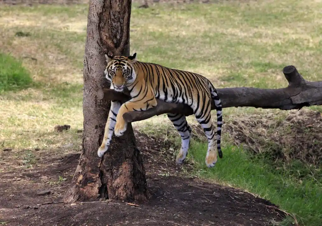 虎,老虎已休息与草背景树上