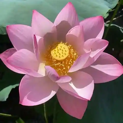 好运连连,好运莲莲头像|夏至时节,荷花开!荷花头像