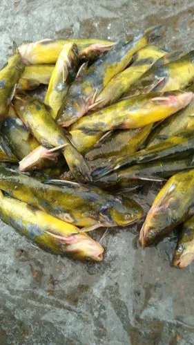 黑龙江的"嘎呀子鱼".