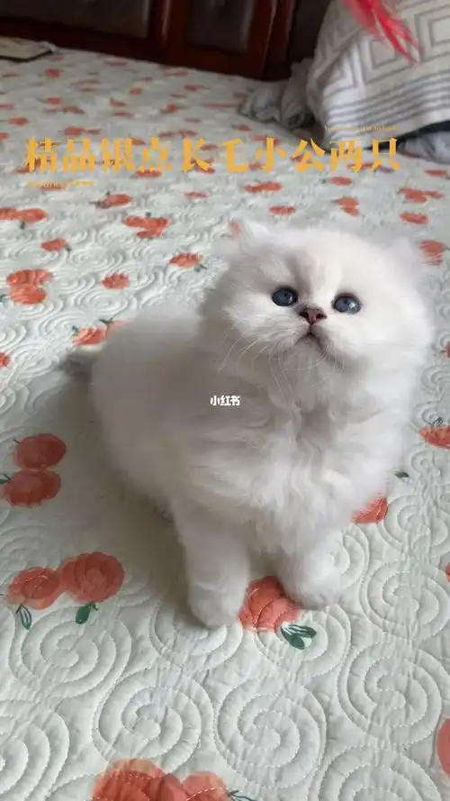 极品银点长毛小公52天健康活泼找新家