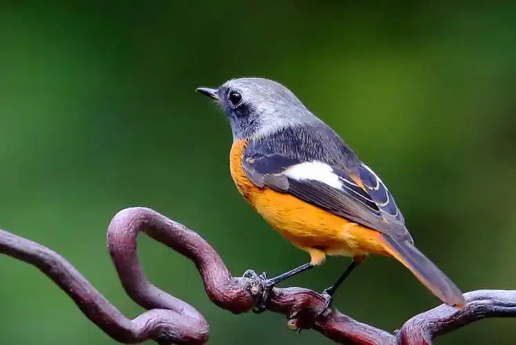 今日莲花池北红尾鸲