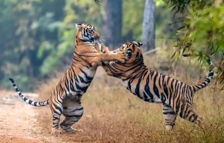 威猛的老虎是"百兽之王",为什么交配时间,却不超过1分钟?