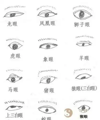 相不独论,麻衣神相相眼秘法,一见必灵,句句泄天机!