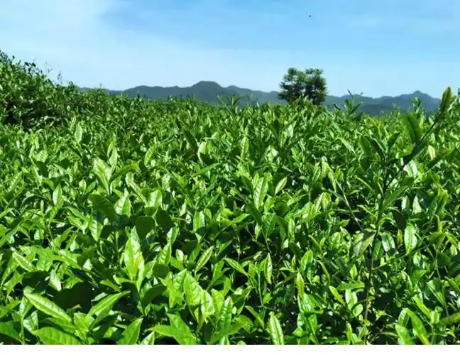 雨前大佛龙井浓香茶高山荒山野茶250g-柔安茗茶卖茶网购商城