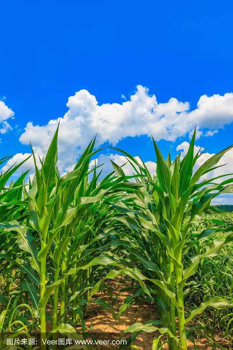 美国中西部玉米田的特写