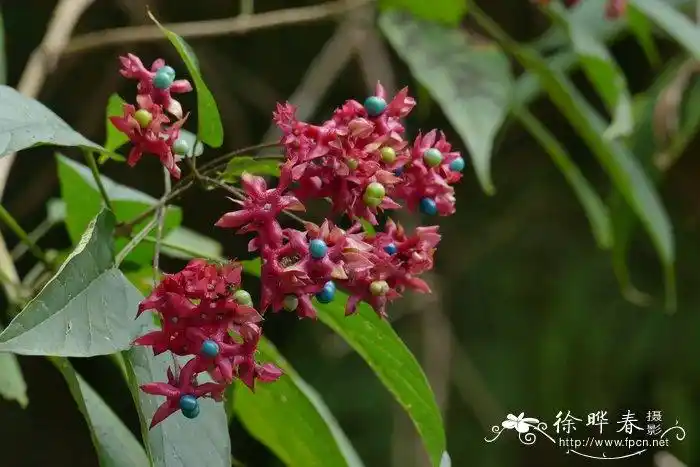 广东大青clerodendrumkwangtungense