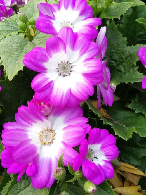 瓜叶菊语:合家欢乐