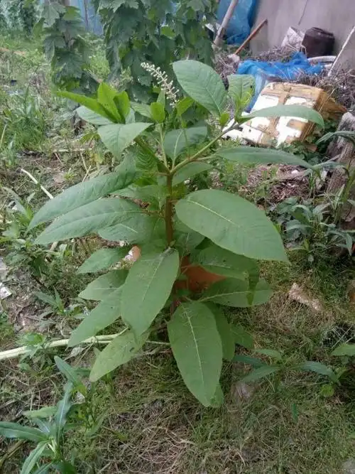 野生红参植物图片,红参图片植物图片-图片大观-奇异网