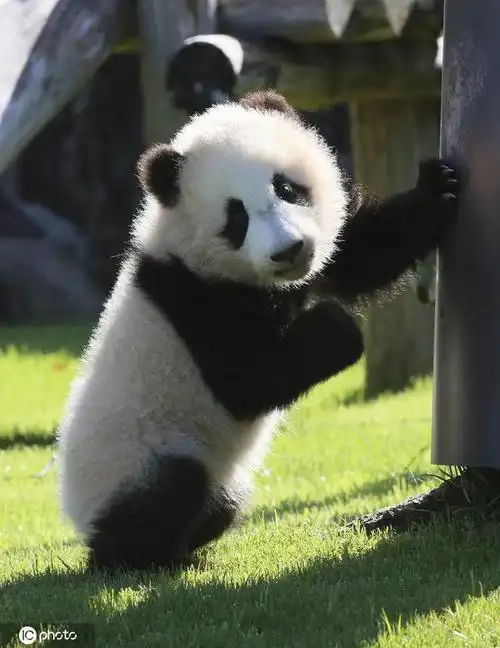日本大熊猫宝宝"枫滨"亮相 晒日光浴太萌了