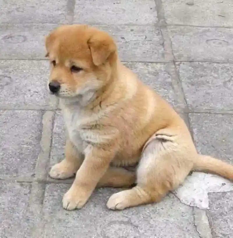 小型黄毛狗所有品种有什么?