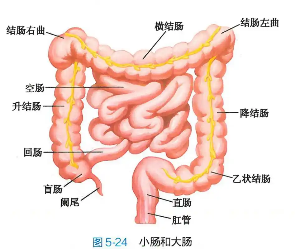 大小肠
