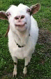 表情| 为什么你的表情包可以带声音?(抖音热门)