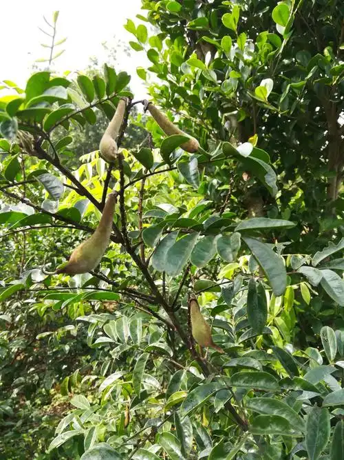 南溟奇甸之瑰宝——黎母山牛大力