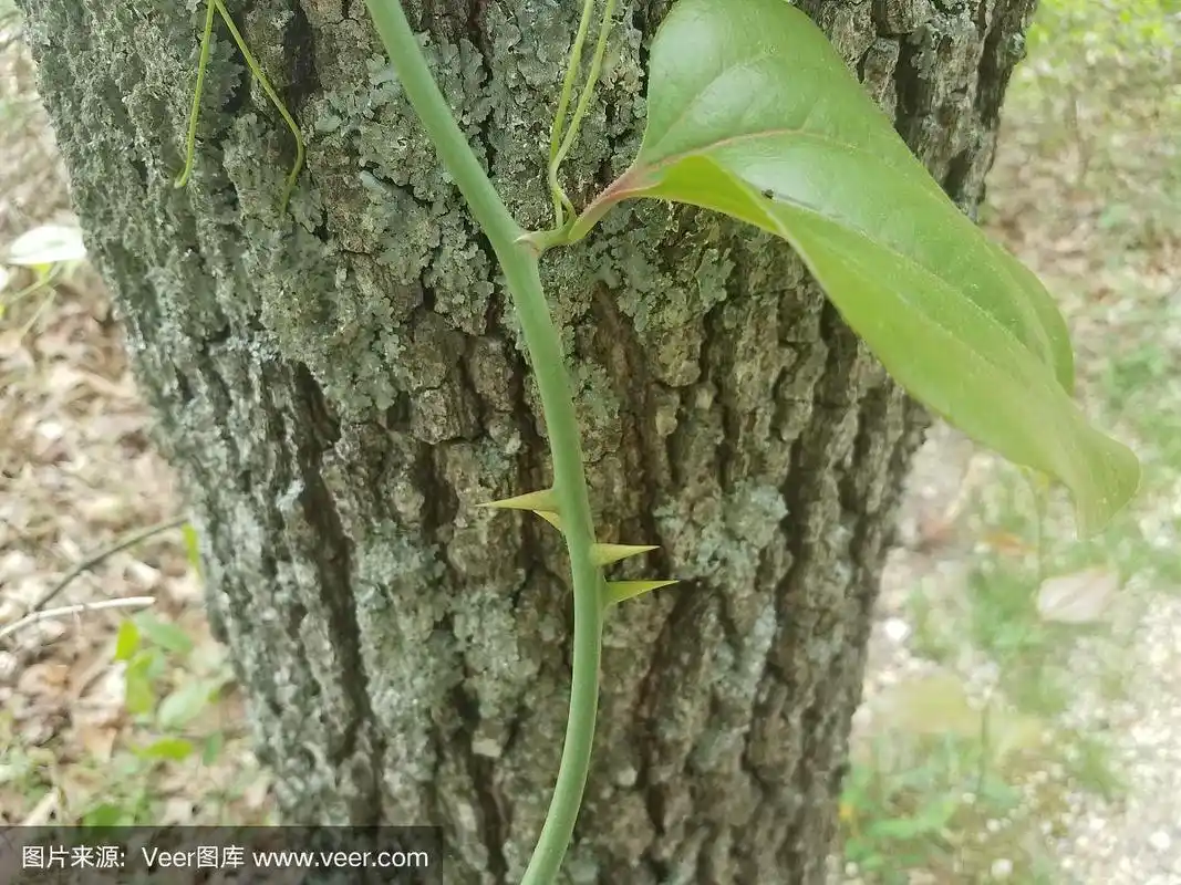 有刺的藤蔓生长在树上