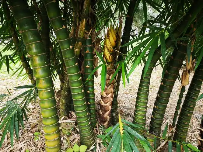 图片名称:罗汉竹 图片宽度:5120像素 图片高度:3840像素
