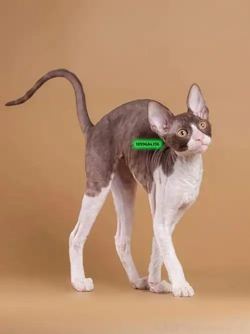 柯尼斯卷毛猫康沃尔雷克斯