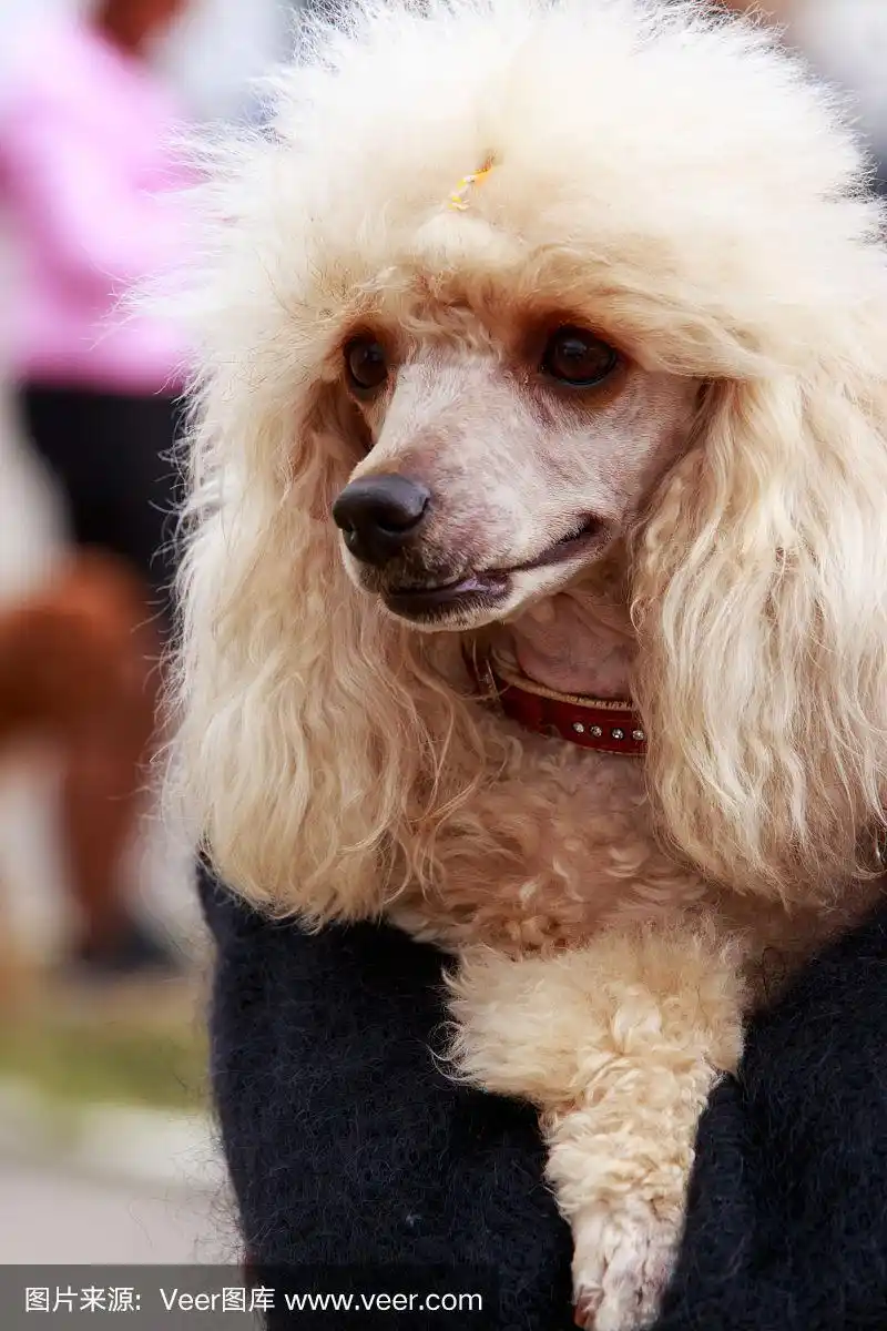 卷毛狗一种卷毛狗