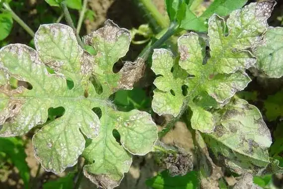 西瓜细菌性叶枯病特效药西瓜细菌性叶枯病的主要症状和发病规律