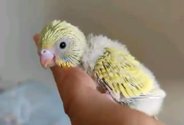 刚出窝的虎皮鹦鹉雏鸟