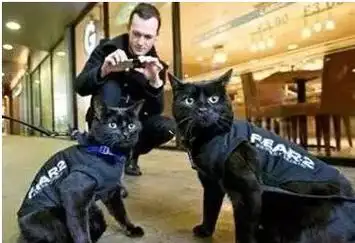 世界上警察队伍中配备有警猫的,只有 a target="_blank" href="/item