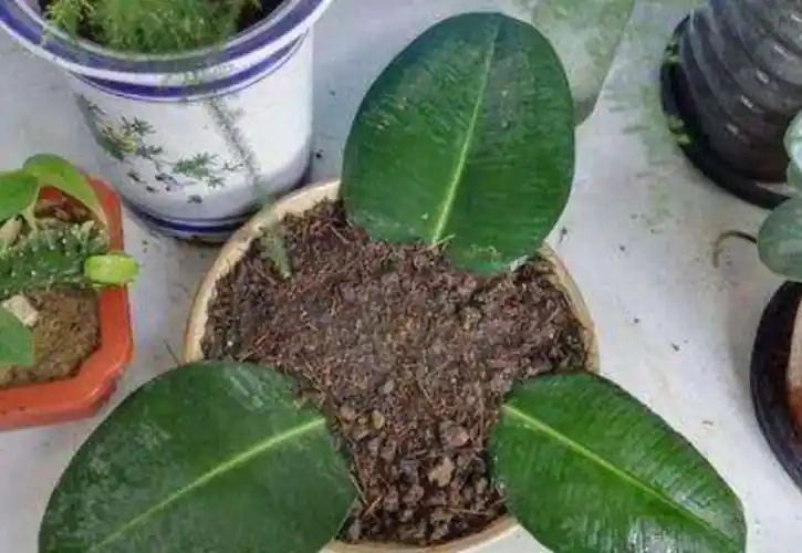 正文虎皮兰叶子带有非常漂亮的斑纹,但是在用叶片扦插后,这些斑纹会变