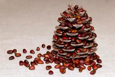 白雪皑皑的松塔图片-白雪皑皑的松塔素材-白雪皑皑的松塔插画-摄图新