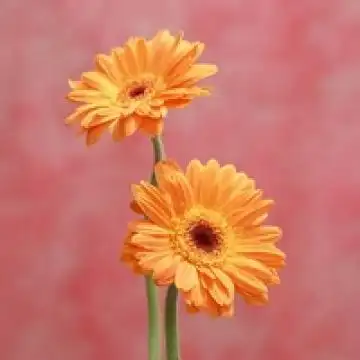 花朵的相伴,风景头像图片-回车桌面