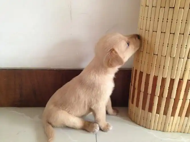 一个月大的金毛吃什么东西?