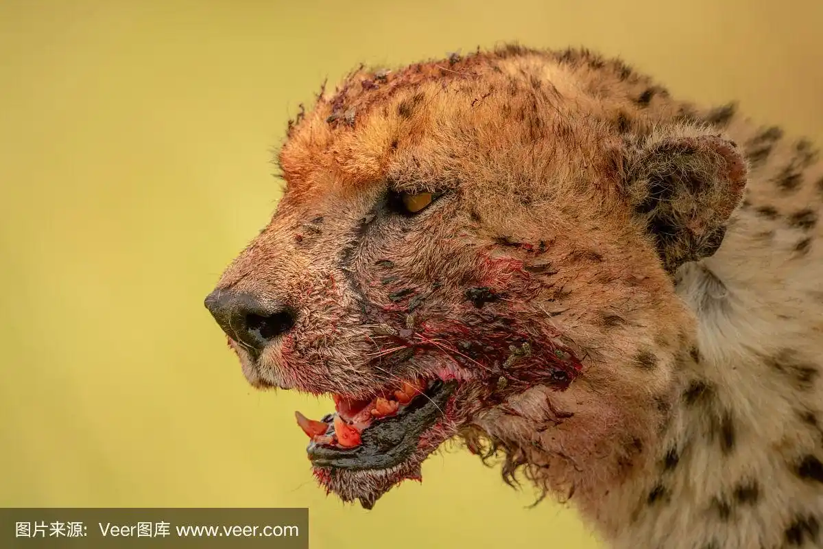 血淋淋的猎豹脸朝左的特写