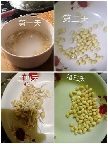 这是郭沈鑫同学生的豆芽,发芽率很高!
