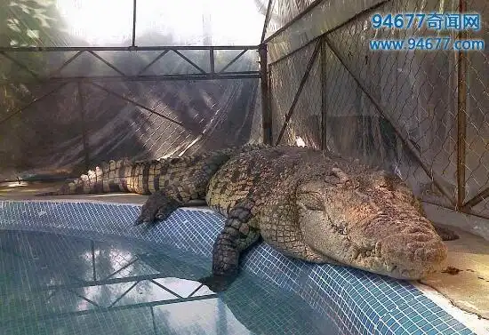 世界上最大的鳄鱼,食人巨鳄——洛龙(6.4米/1075公斤)