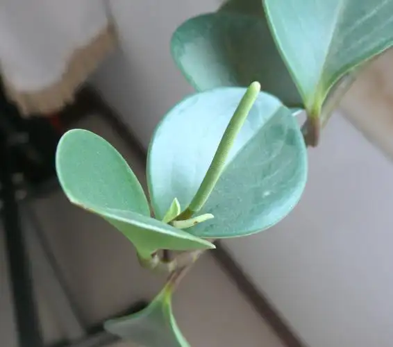 碧玉开的花是什么样的