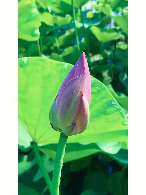 小荷才露尖尖角