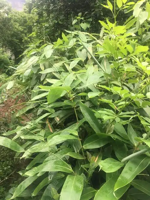 外公在院子后面种了粽树,我和妈妈一起去摘.