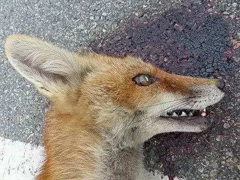 道路,杀死,狐狸,侧面