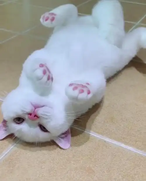 这么粉 真的存在吗(此楼变更为猫jiojio肉垫大赏)