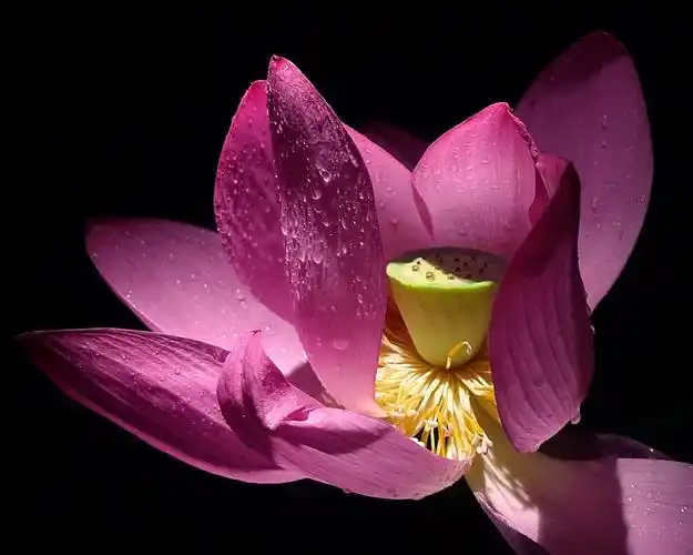 魅力荷花大众摄影微影赛第一期获奖名单揭晓