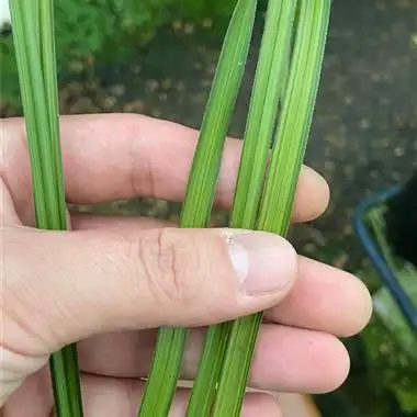 蕙兰青蓝艺2苗1大芽