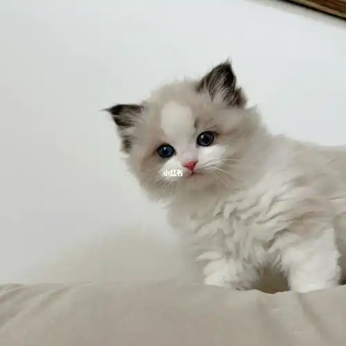 布偶猫幼崽从小就是小仙女呀