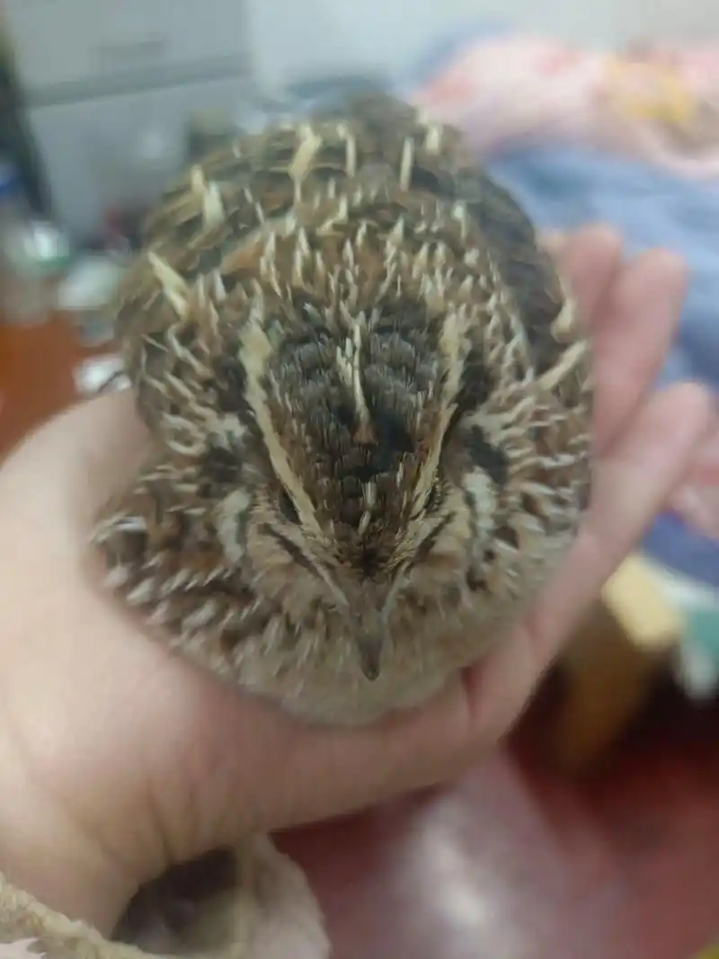 小鹌鹑吃什么呀?在线等挺急的