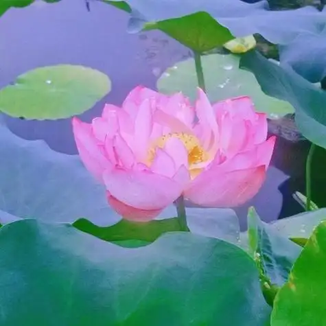 之前拍的荷花感觉很适合老年人当头像呢